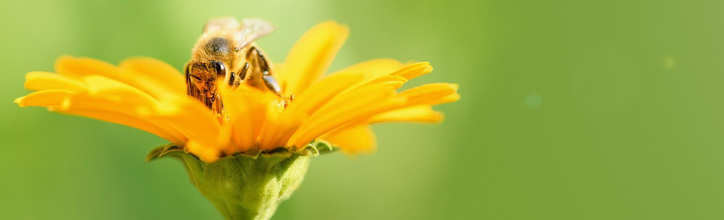 bee_heather
